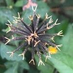 Bidens subalternans Fruit