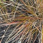 Carex testacea Leaf