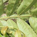 Inga edulis Leaf