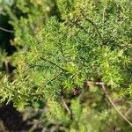 Erica arborea Leaf