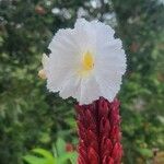 Cheilocostus speciosus Kvet