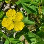 Luffa acutangula Blüte