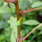 Impatiens balsamina Fruit