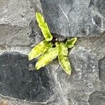 Asplenium sagittatum Deilen