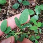 Oxalis frutescens Fulla