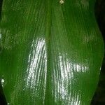 Costus pulverulentus 葉