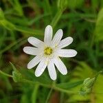 Stellaria holosteaKvet