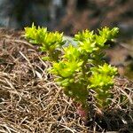 Sedum alpestre Blomma