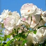 Rosa multiflora Fleur