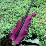 Dracunculus vulgaris Lorea