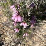 Erica australis Maua