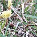 Carex caryophyllea Fiore