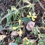 Coronilla scorpioides Flower