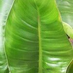 Philodendron erubescens Folha