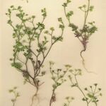 Stoibrax dichotomum Alkat (teljes növény)