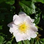 Rosa corymbifera Blomma