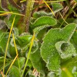 Hypochaeris uniflora Leaf