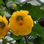 Abutilon spp. Květ