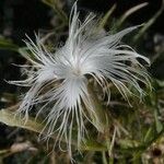 Dianthus crinitus Kvet