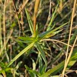 Conostomium quadrangulare Hoja