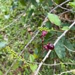 Trichostigma octandrum Fruto