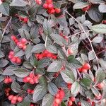 Cotoneaster franchetii Hoja