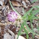 Centaurea calcitrapaBloem