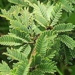 Vachellia hockii Leaf