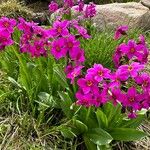 Primula parryi Altro