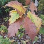 Quercus bicolor Hoja