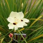 Dietes bicolor Flower