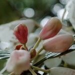 Rhododendron argyrophyllum Other