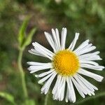 Erigeron philadelphicusЦветок