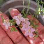 Centaurium portense Fula