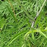 Scabiosa ochroleuca 葉