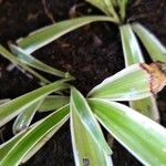 Chlorophytum comosum Leaf