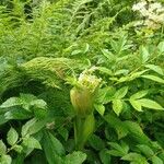 Angelica sylvestrisFlower