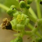 Jatropha curcas Blüte
