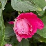 Impatiens walleriana Flower