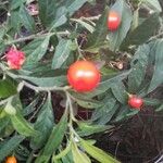 Solanum hindsianum Fruto