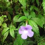 Achimenes longiflora Blomma