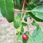 Santalum album Fruit