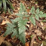 Pteris repens Pokrój