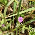 Geranium pusillumFlor