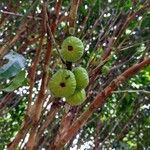 Plinia edulis Fruit