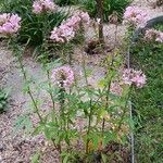 Cleome houtteana Habit