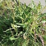 Hieracium berardianum Likasa