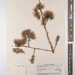 Combretum holstii Alia
