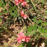 Indigofera miniata Hàbitat