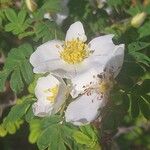 Rosa omeiensis Квітка